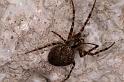 Meta_merianae_D5165_Z_88_Les Gris_Frankrijk